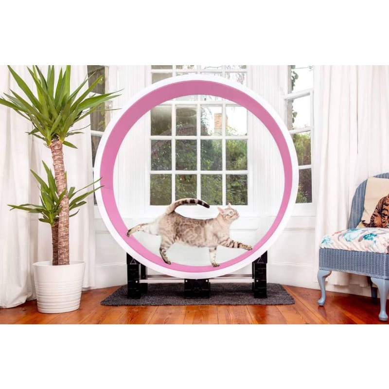 Ferris cat exercise wheel best sale