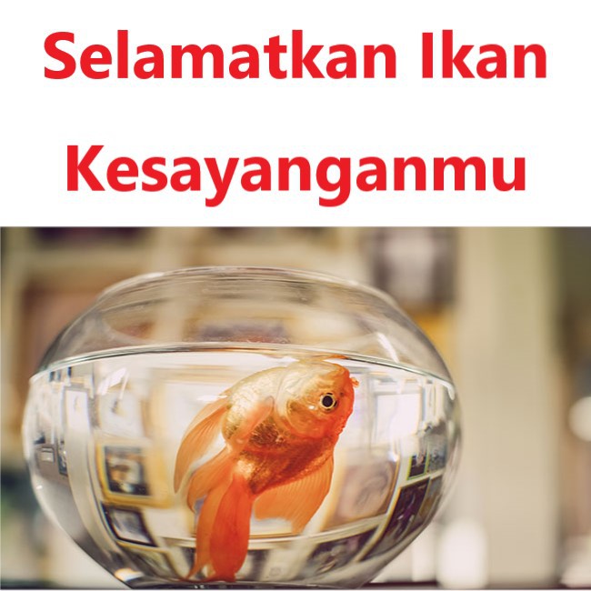Taiyo aquarium tank hotsell