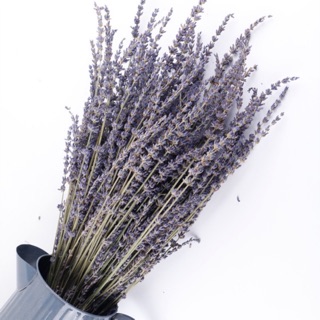 Preserved Lavender Shower Bundle English Lavender Dried Lavender Bunch for  Home Decor and Bathroom Aromatherapy Dried Flowers Plants 