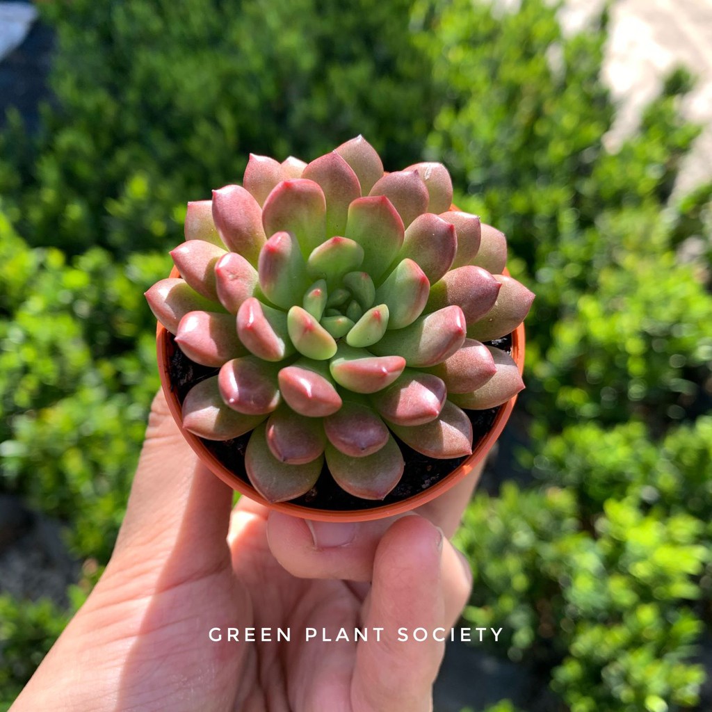 GPS Green Plant Society live succulent Ruby Red 红宝石多肉 | Shopee Malaysia