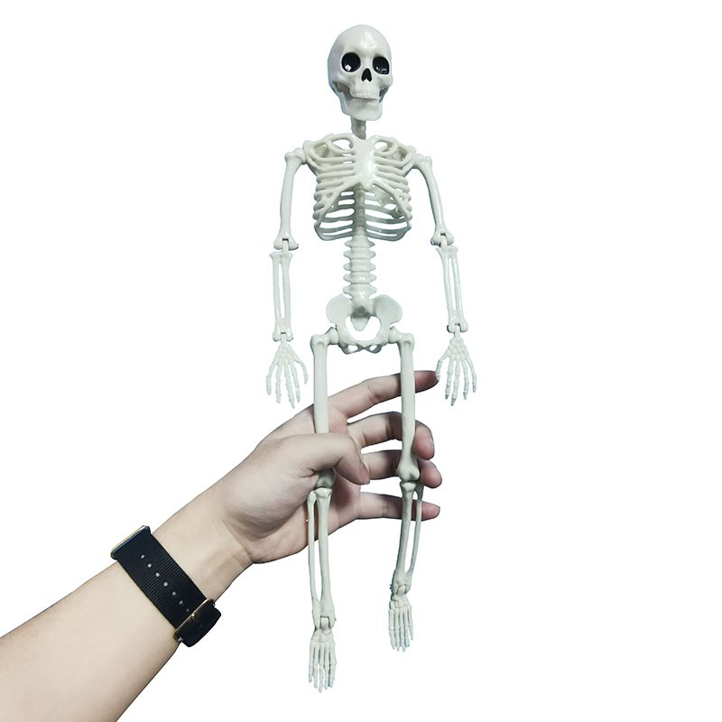 1 Pcs Active Human Skeleton Model Anatomy Skeleton Skeleton Model ...