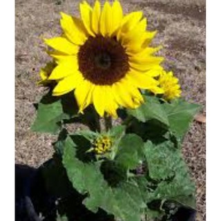 Chocolate Sunflower Seeds - 10 Seed *Pot Friendly* Tanam Pasu, Benih Bunga  Matahari Coklat 巧克力向日葵 - Mango Garden, Furniture & Home Living, Gardening,  Plants & Seeds on Carousell