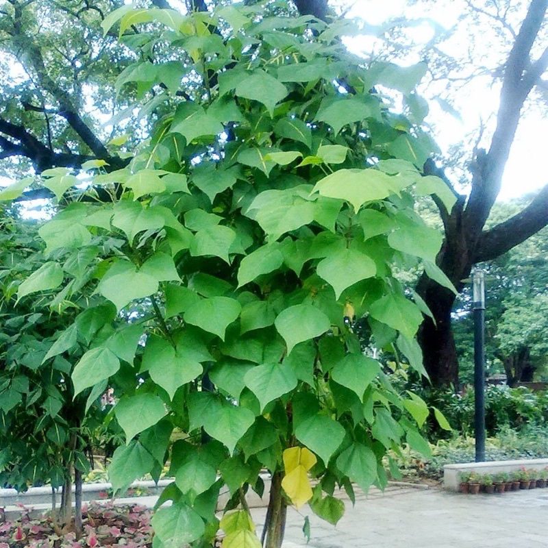 kalyana murungai (indian coral tree) plant polibag | Shopee Malaysia