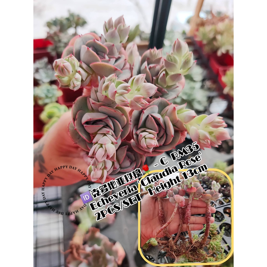 多肉植物　Echeveria 'Claudia' Rose錦 Echeveria 'Claudia' Rose Succulent 克罗地亚玫瑰多肉植物 | Lazada