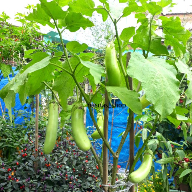 Biji Benih Terung Hijau Panjang Pcs Long Green Eggplant Seeds Vegetable Vege Sayur Sayuran