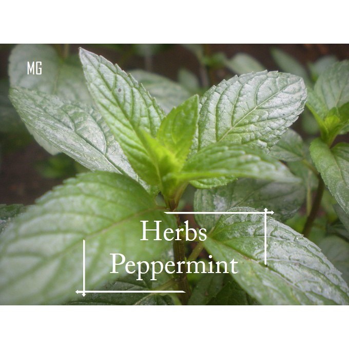 Peppermint Herbs Seeds - 150 seed *Pot Friendly* Pepper Mint - Mango ...
