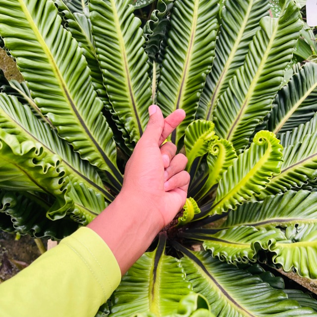 ANTHURIUM CORRUGATUM EXOTICA | Shopee Malaysia