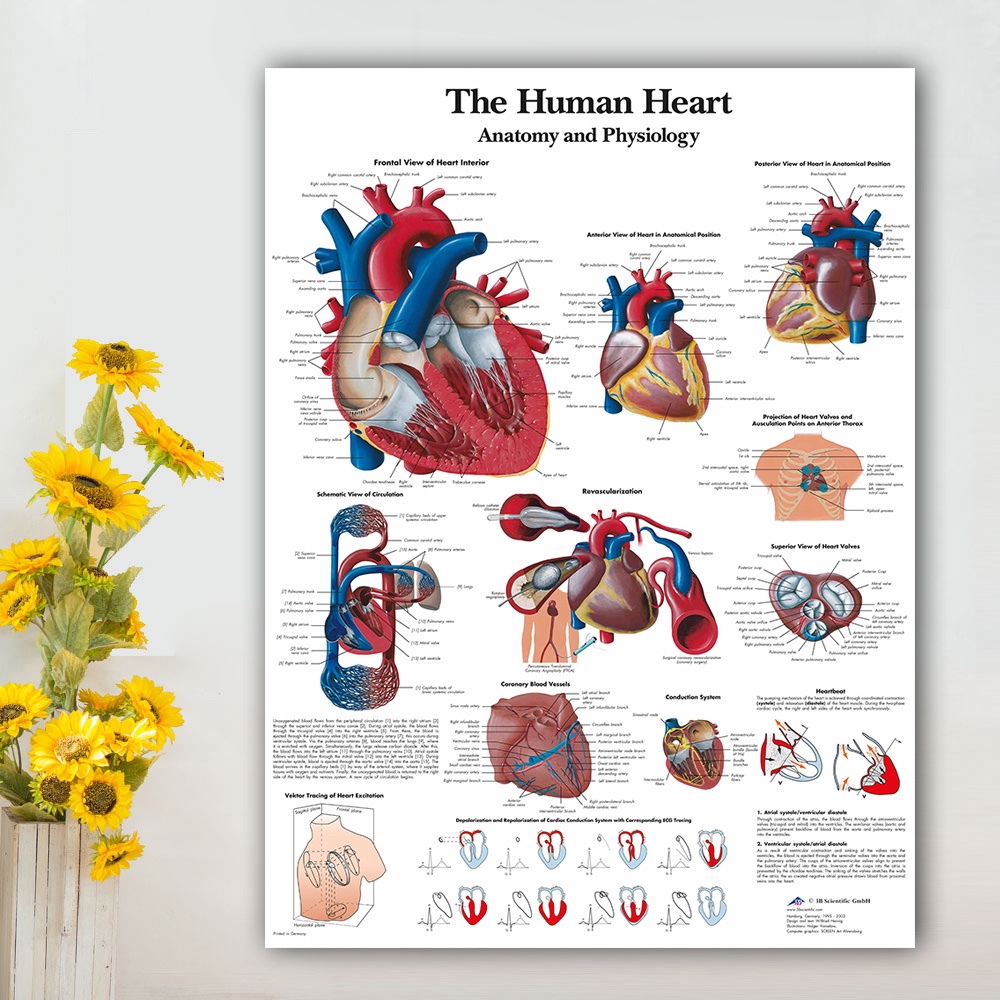 Human Heart Anatomy Chart Physiology Poster Picture HD Canvas Print ...