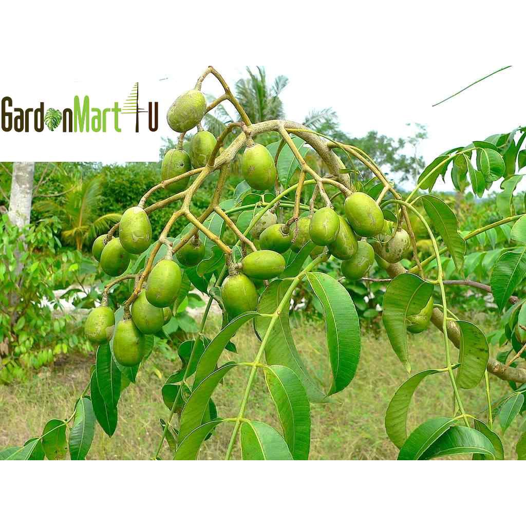 Ambra Kedondong Fruit Tree Live Plant | Anak Pokok Buah Ambra Kedondong ...