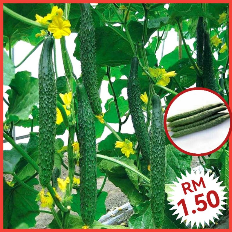 H3 Benih Timun Jepun（15+/-）/ Japan Cucumber Seeds / 日本黄瓜种子 / Benih ...