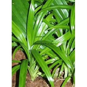 ANOR - Pandan leaf sapling Anak Pokok Pandan | Shopee Malaysia