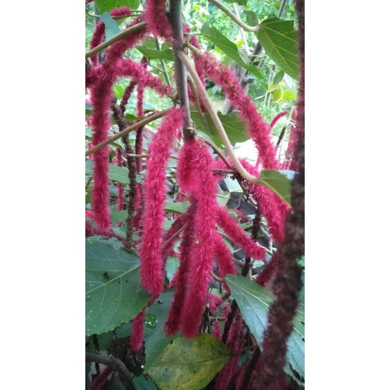 Cutting/Anak Pokok Bunga Ekor Kucing (Acalypha Hispida)Live plant🌱