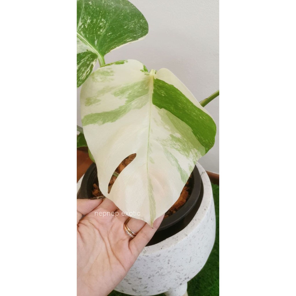 Monstera Albo Japan Variegated Plant Rare Collection | Shopee Malaysia