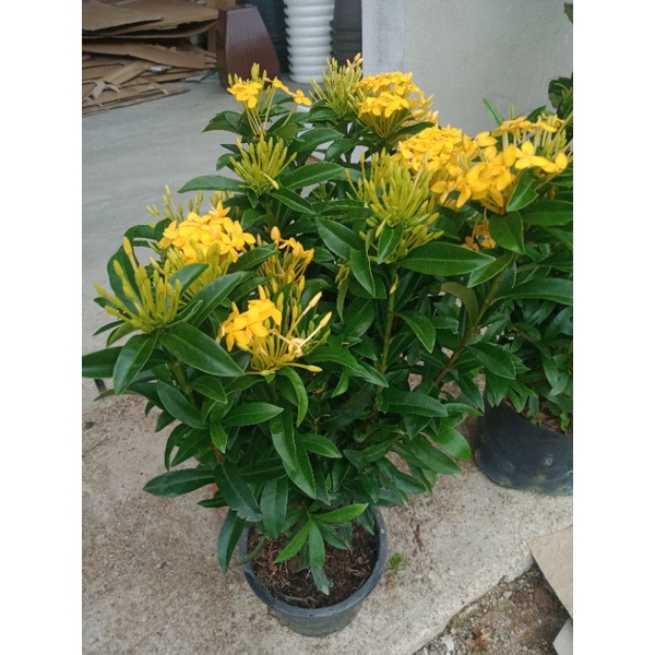 POKOK BUNGA EXORA KUNING | Shopee Malaysia