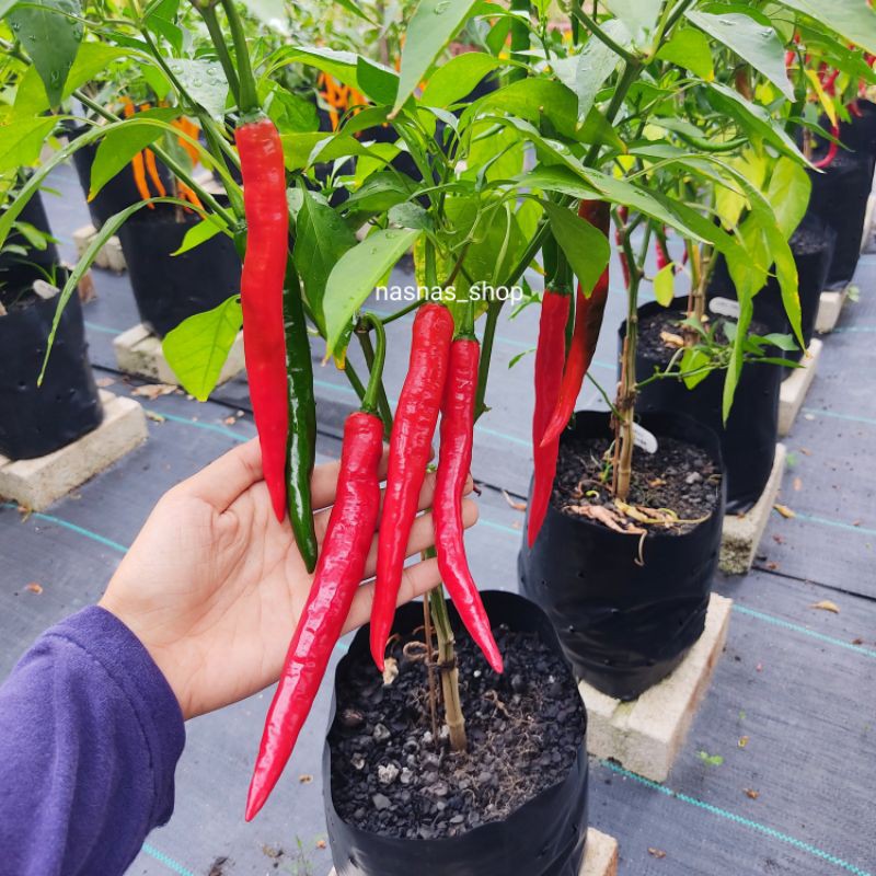 Benih Cili Besar Kulai 22pcs Hybrid Chilli Seeds Chili Seed Shopee