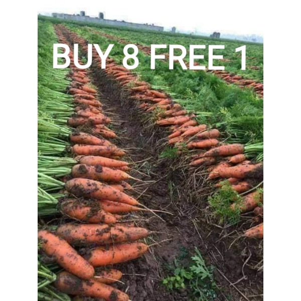 100 Biji Benih Lobak Merah Red Ace Carrot Seeds Shopee Malaysia