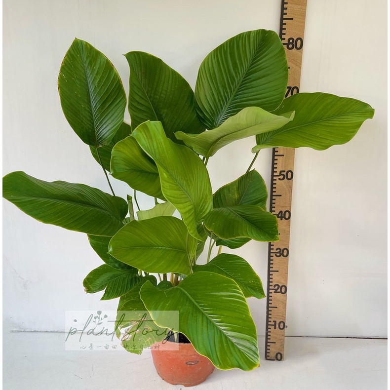 🌱Thaumatococcus daniellii🌱Calathea Lutea🌱西飞竹芋🌱outdoor plant 🌱Ready ...