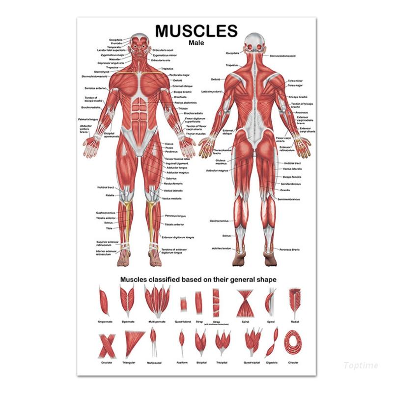 Top Professional Human Muscular System Anatomical Chart Human Muscle ...
