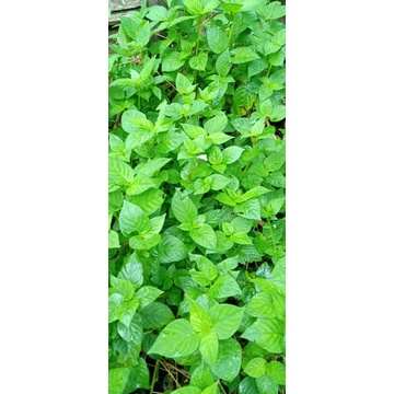 Rumput Israel pokok herba (250g) | Shopee Malaysia