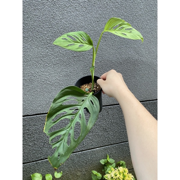 Monstera SP Tena | Shopee Malaysia