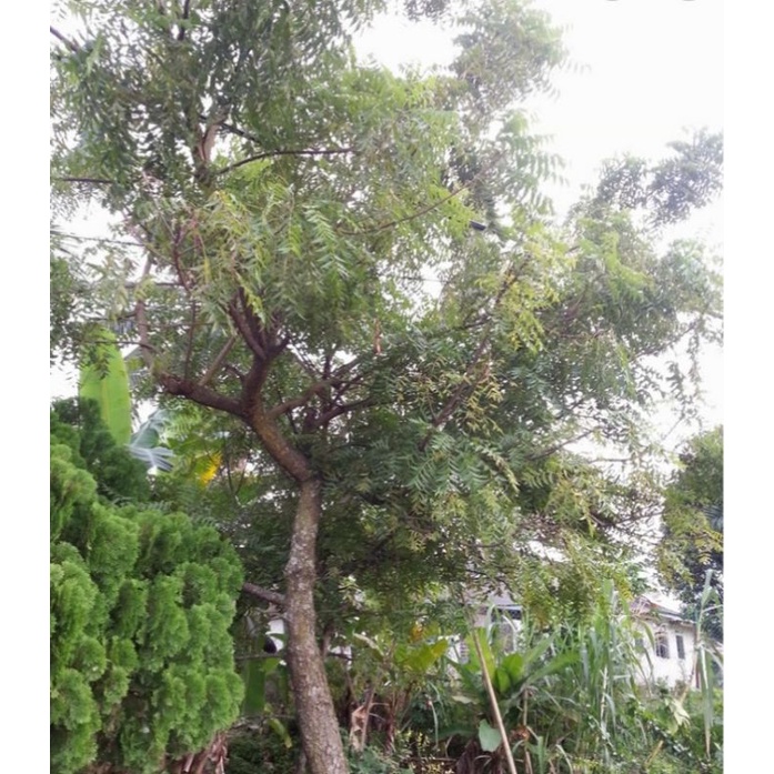 Anak Pokok Semambu Keratan Batang/ POKOK NEEM Daun Nya Boleh ...