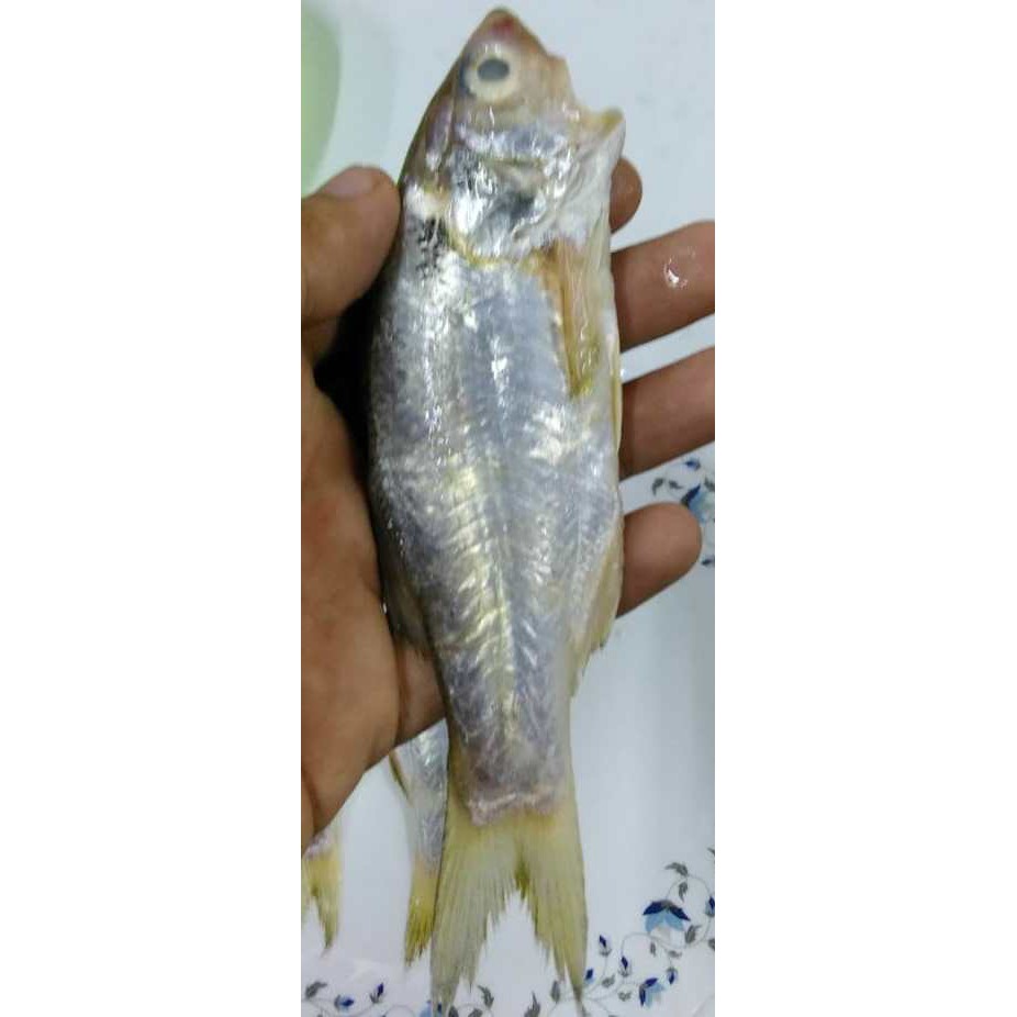 Ikan Senangin Buih Tanda (Blackspot Threadfin) | Shopee Malaysia