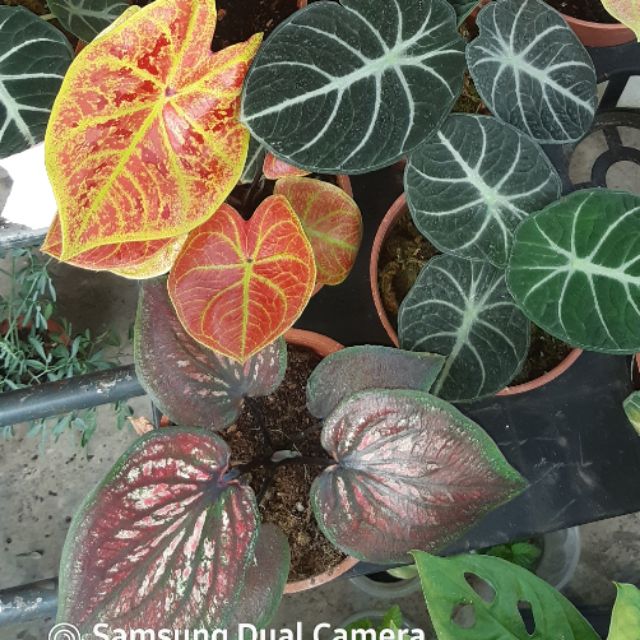 Keladi Hiasan Caladium Alocasia Indoor Plant Pokok Hidup Shopee