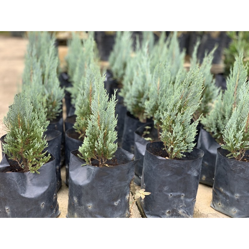 【Live Plant】Pokok pine / pancel pine/ ball pine/ japanese pine/ sleepng ...