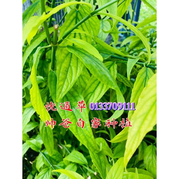 🇲🇾Ready Stock🇲🇾Belalai Gajah / Sabah Snake Grass / 忧遁草 / 憂遁草 / 沙巴蛇草 ...