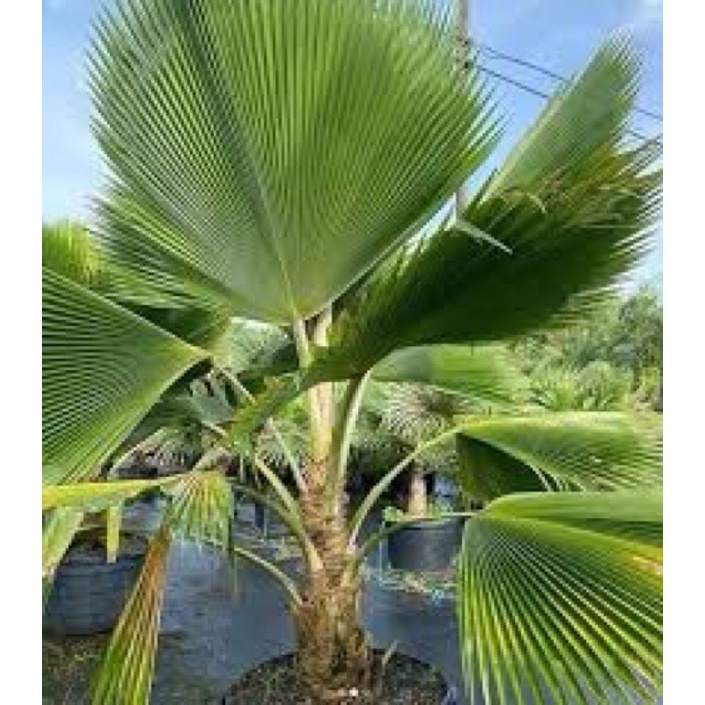 Pokok Palma Hidup Fiji Fan Palm Pritchardia Pacifica Shopee Malaysia