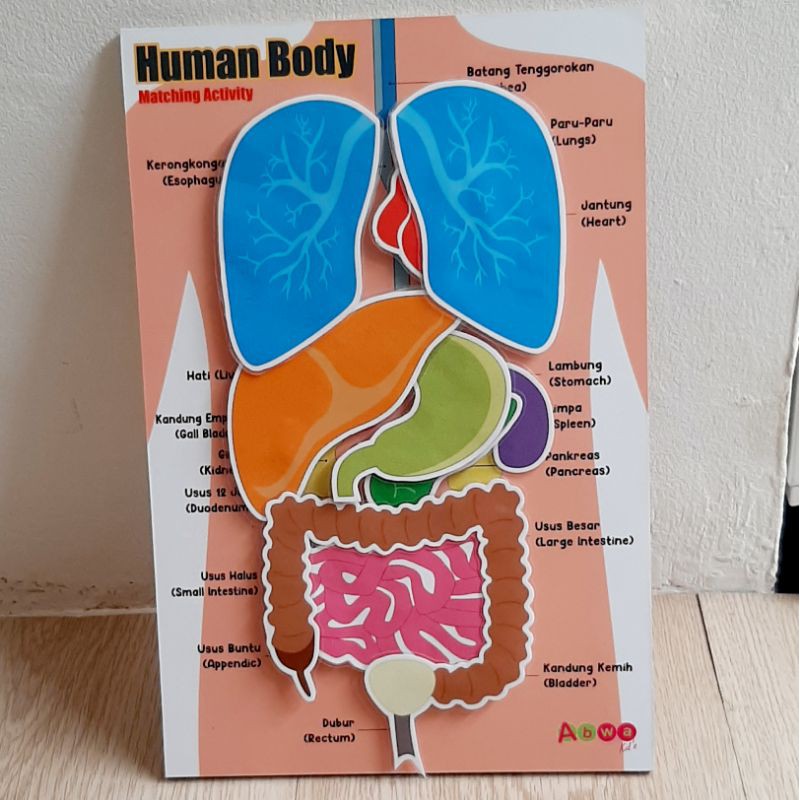 Magnetic Human Body Children's Educational Toy | Body Organ Puzzle