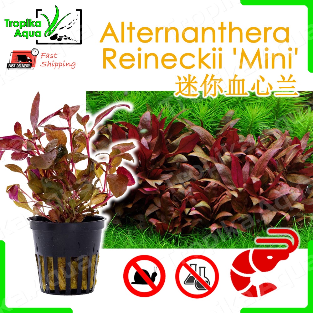 [scrimp safe] Alternanthera Reineckii 'Mini' (ARM) 迷你血心兰 - aquarium ...