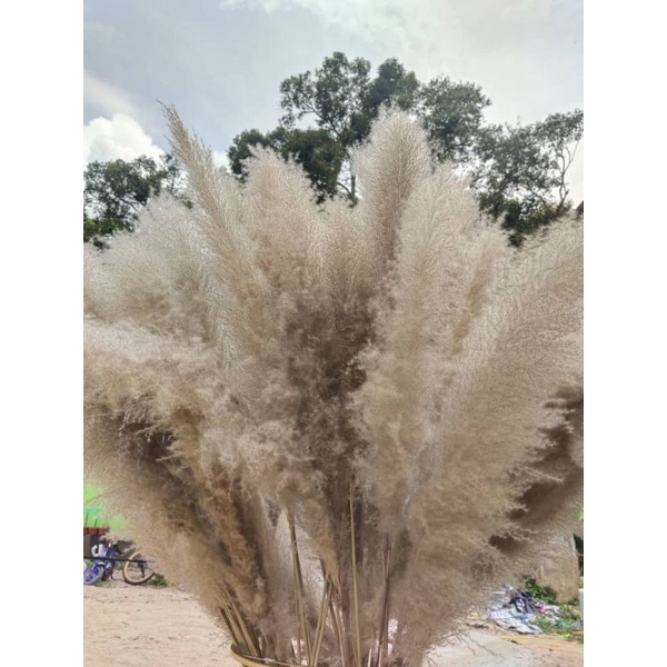 🔥Pampas Original 160cm🔥Daun Pampas Kering Pampas Grass Deco | Shopee ...