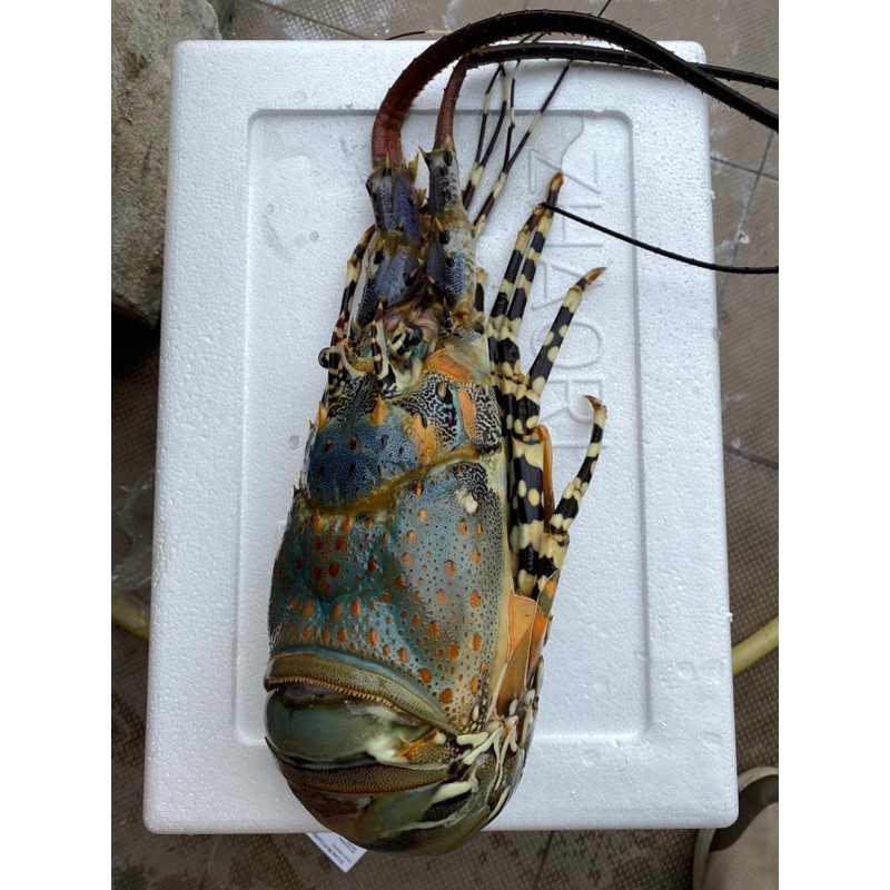 [Fresh Frozen Seafood]Green Lobster /Loster Hijau RM168/kg (delivery KLSelangor selected area