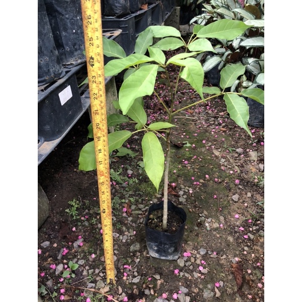 PBN - tecoma pink - pokok bunga nursery trumpet bushes tabebuia rosea ...