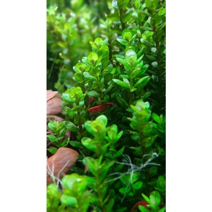 Aquatic Live Plant 🔥 [Submerged]Rotala Ammania sp. 'Bonsai' Submerged