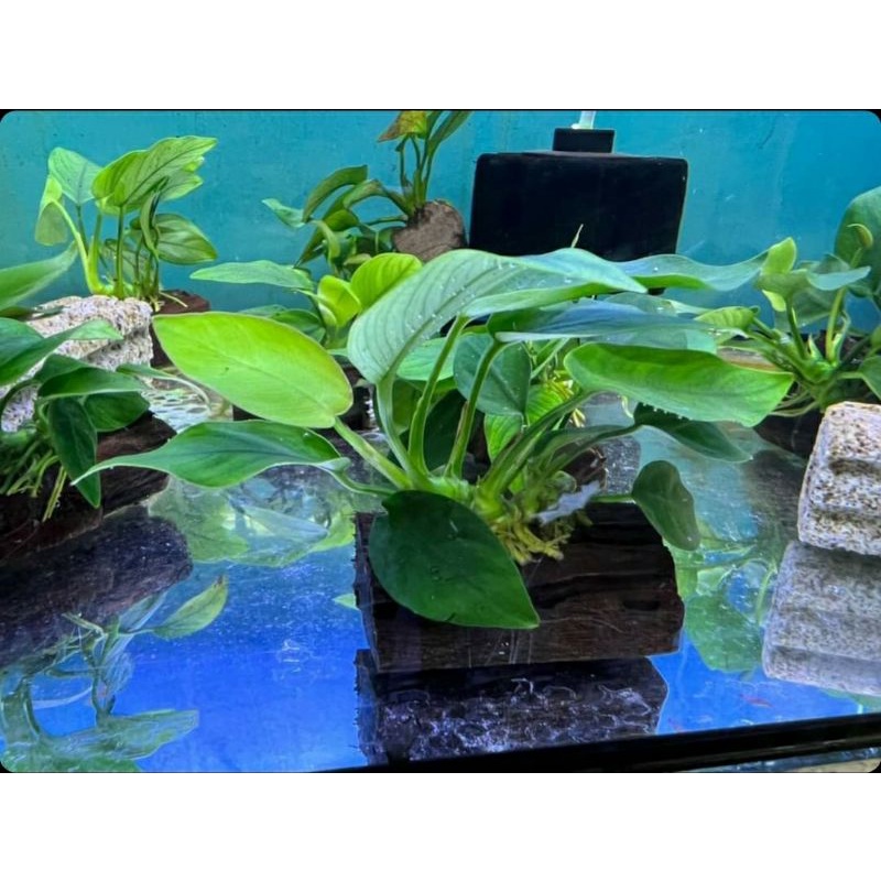 Anubias barteri var nana & Java Fern, Low tech AQUATIC PLANT 🔥🔥 ...