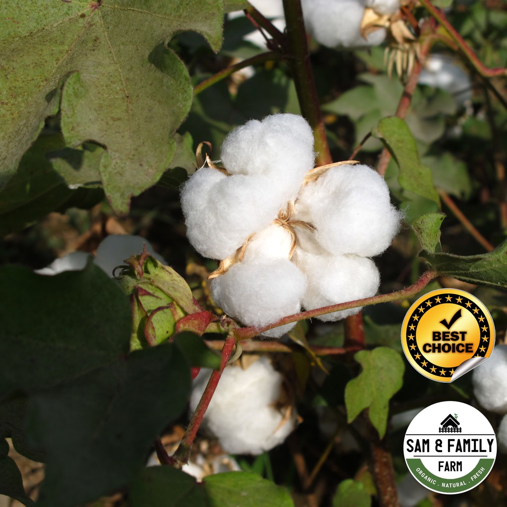 Biji Benih Pokok Kapas / White Cotton Gossypium Herbaceum (10 Seeds ...