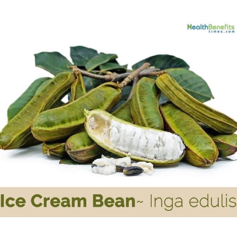 Pokok icecream bean, inga edulis buah manis dan creamy Shopee Malaysia