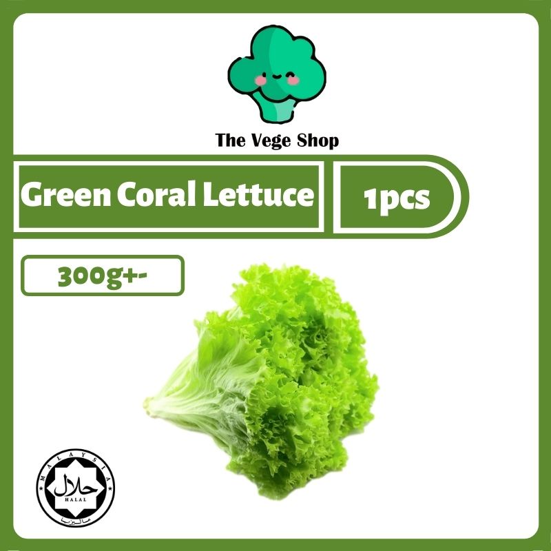 Green Coral Lettuce Salad Vegetable 青生菜 1pcs 300g+ Fresh Vegetable