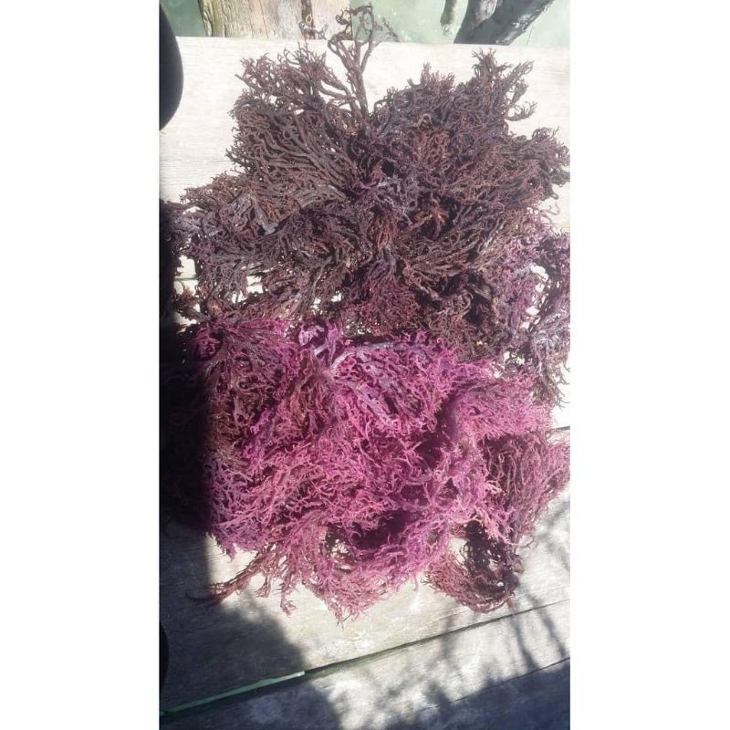 Rumpai Laut sabah ( 500g) | Shopee Malaysia