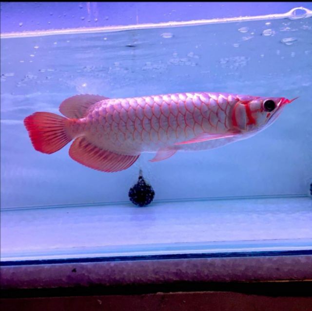 Kintons Premium Arowana Tanning LED T9V3 | Shopee Malaysia