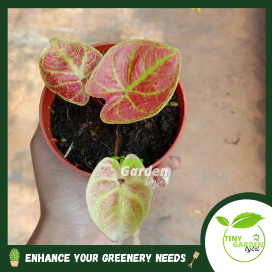 Mini Caladium New Wave Plant with pot - LIVE PLANT - PTP0303 | Shopee ...