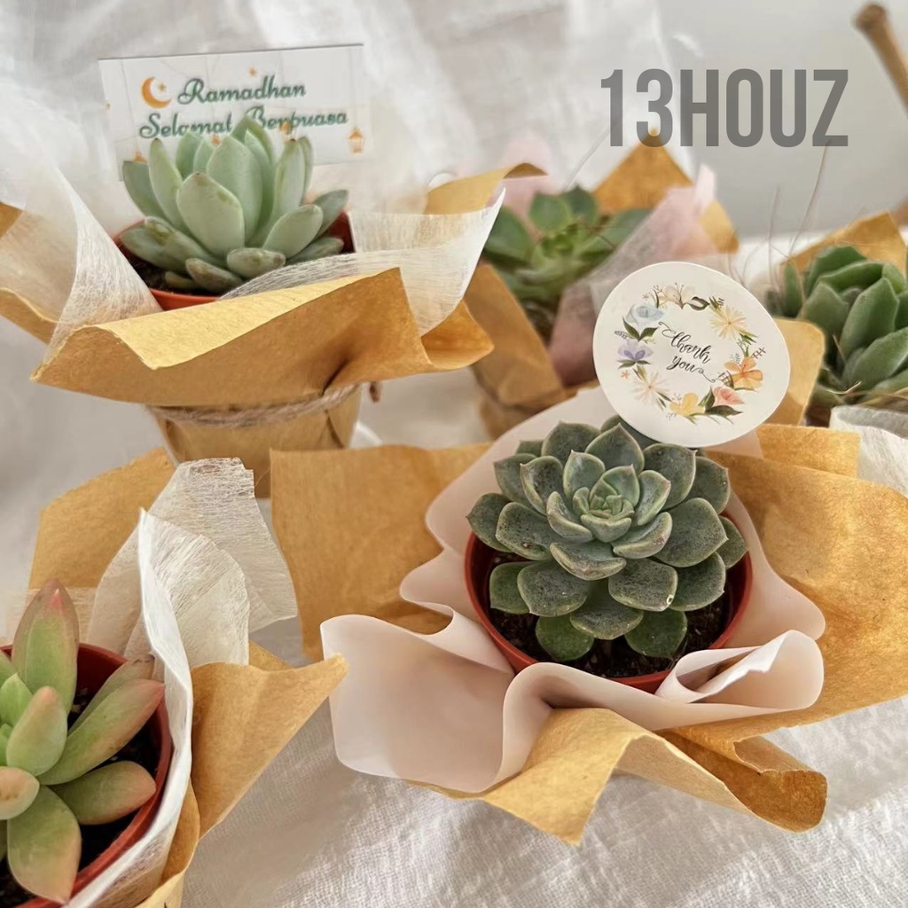 Pre-OrderCactus Gift/Cactus Succulent Live Plants/ Succulent Gift  Set/Indoor plants/Wedding Door Gift, Door Gift | Shopee Malaysia