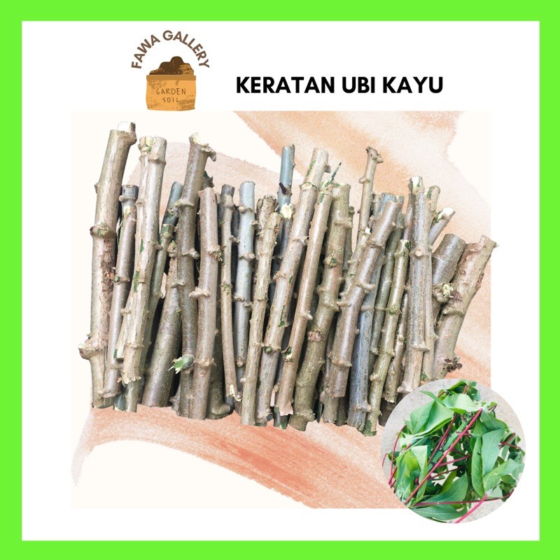 Keratan Batang Ubi Kayu ( 5 keratan ) / UBI KAYU | Shopee Malaysia