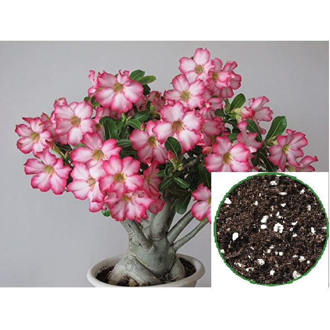 Tanah Khas untuk Bunga Kemboja / Adenium Obesum Desert Rose Potting