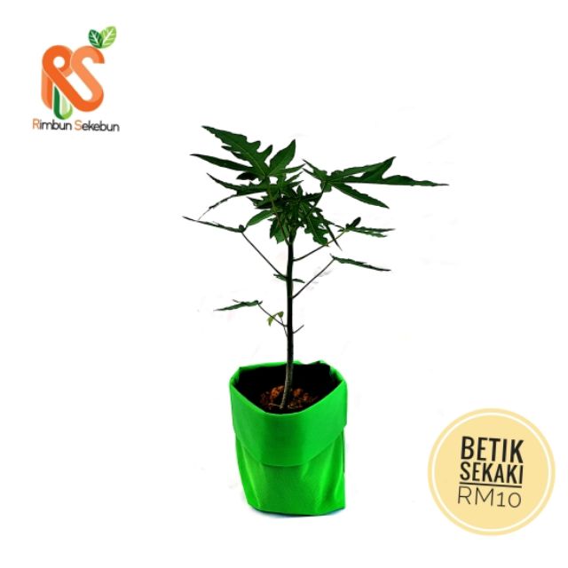 Live Plants Anak Pokok Betik Sekaki Papaya Shopee Malaysia