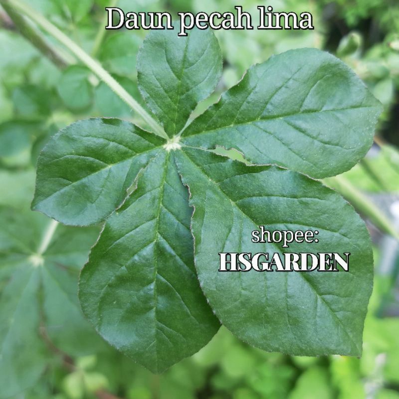 Maman 1 sudu jeli • Edible• Cleome Gynandra • Maman daun pecah lima