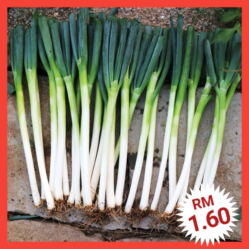 L47 Biji Benih Daun Bawang (250+/- ⬆) Spring Onions Long White Lisbon ...
