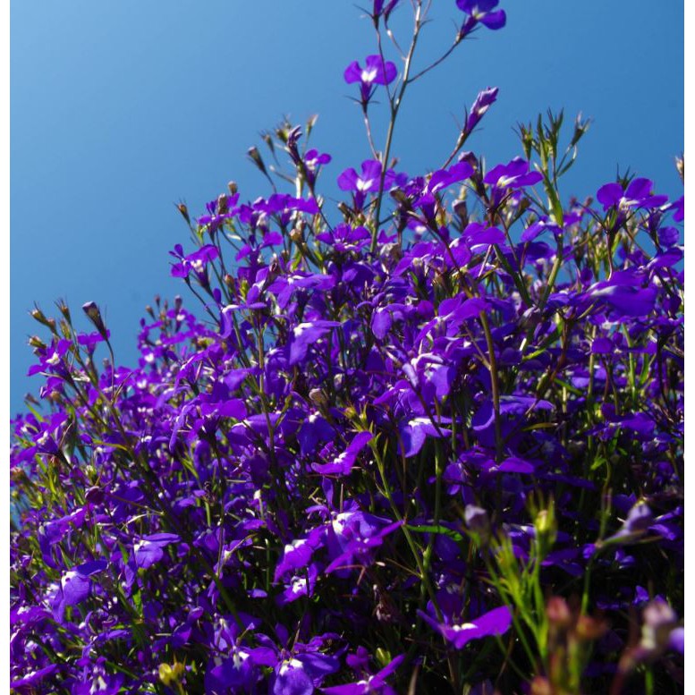 compact mini lobelia purple flower seed( Lobelioideae) | Shopee Malaysia